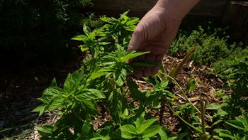 Herb Garden